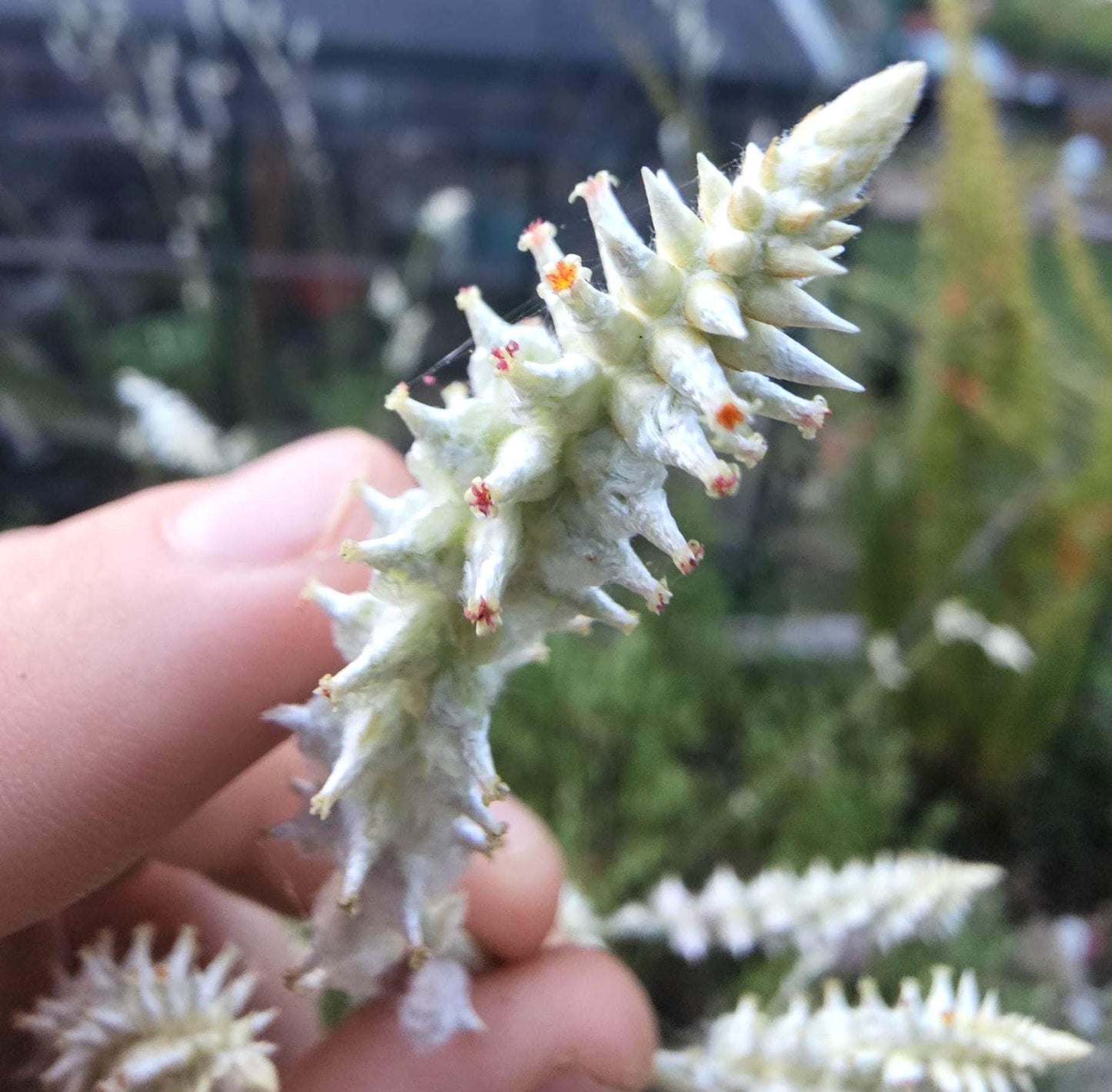 Plains Snake Cotton Native Seeds (Froelichia floridana)