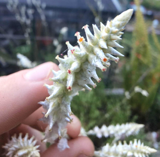 Plains Snake Cotton Native Seeds (Froelichia floridana)