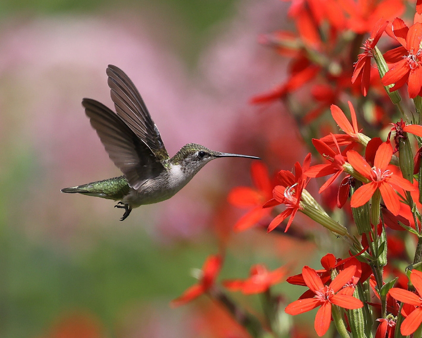 Royal Catchfly Native Seeds (Silene regia)
