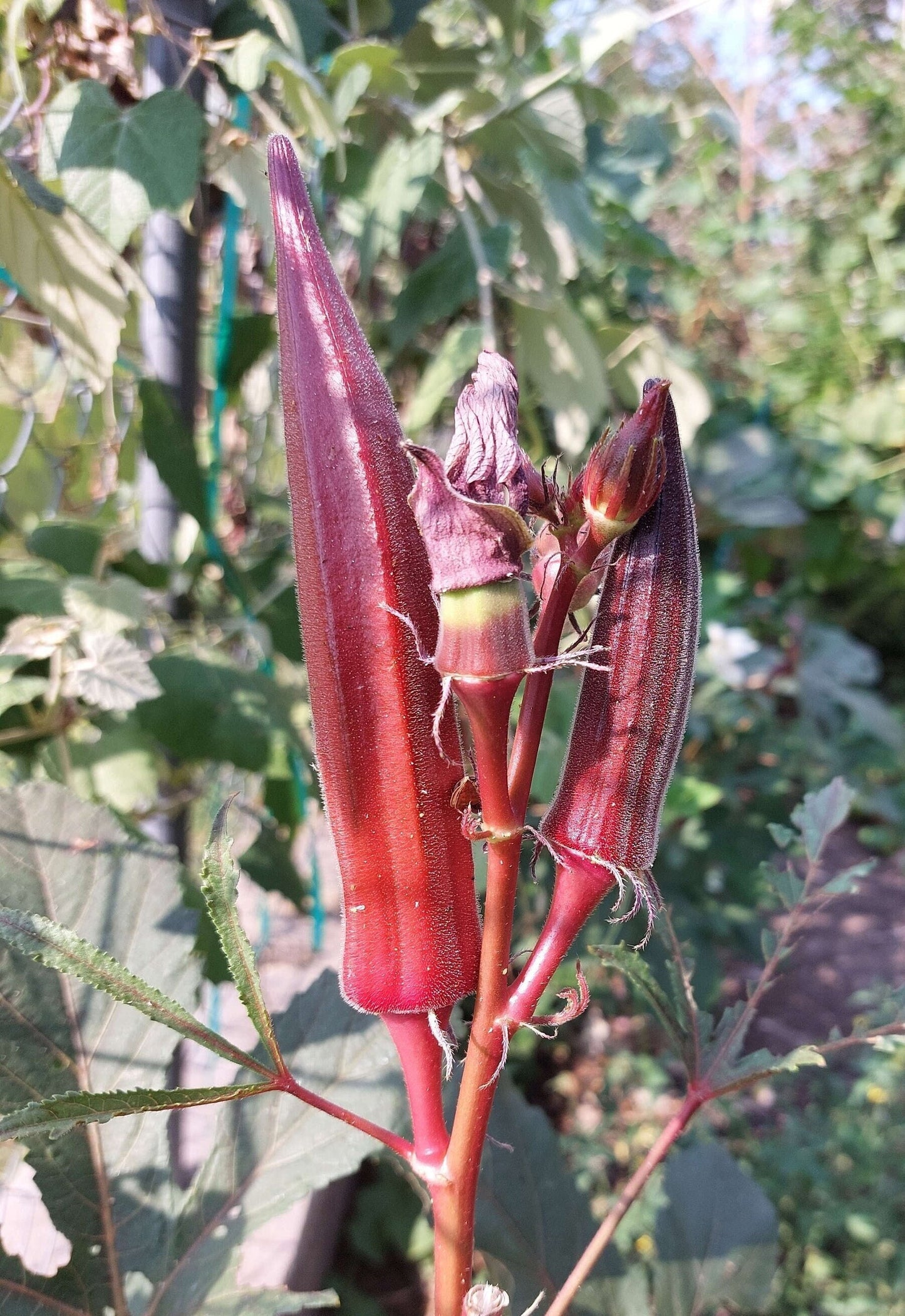 Jing Orange Okra