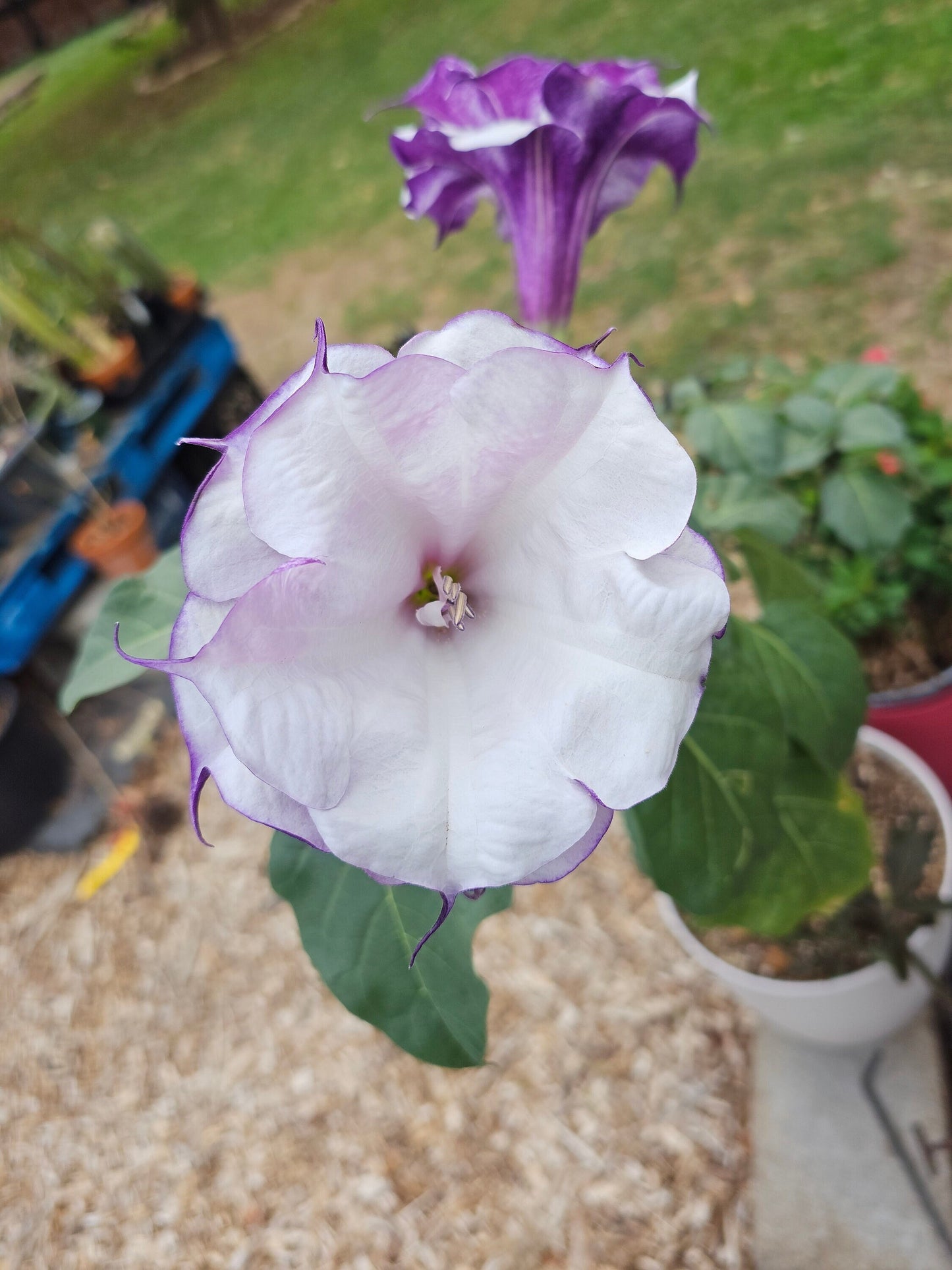 Purple Ballerina Datura