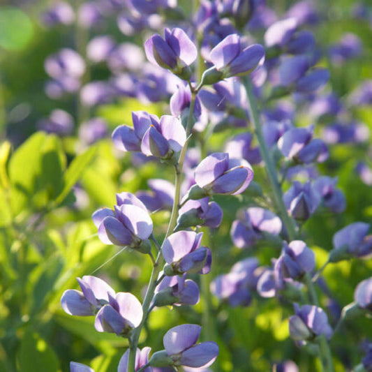 Close-up of purple baptisia wildflowers with a blurred green background