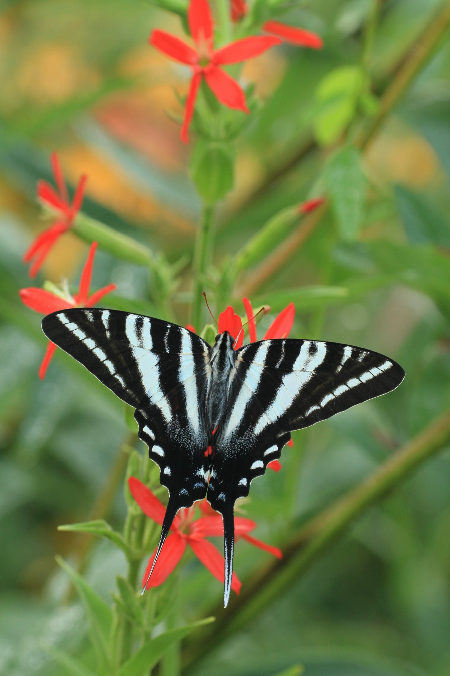 Royal Catchfly Native Seeds (Silene regia)