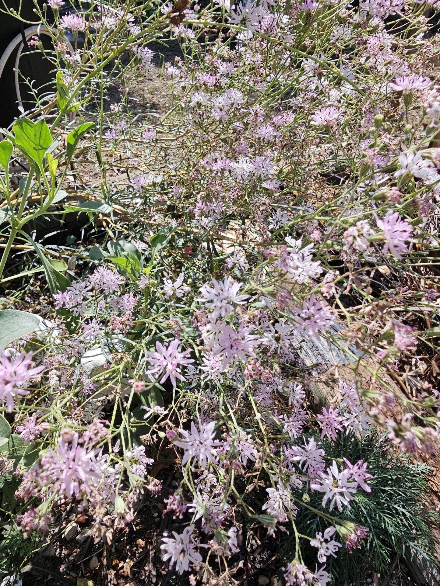Small Palafox Native Seeds (Palafoxia callosa)