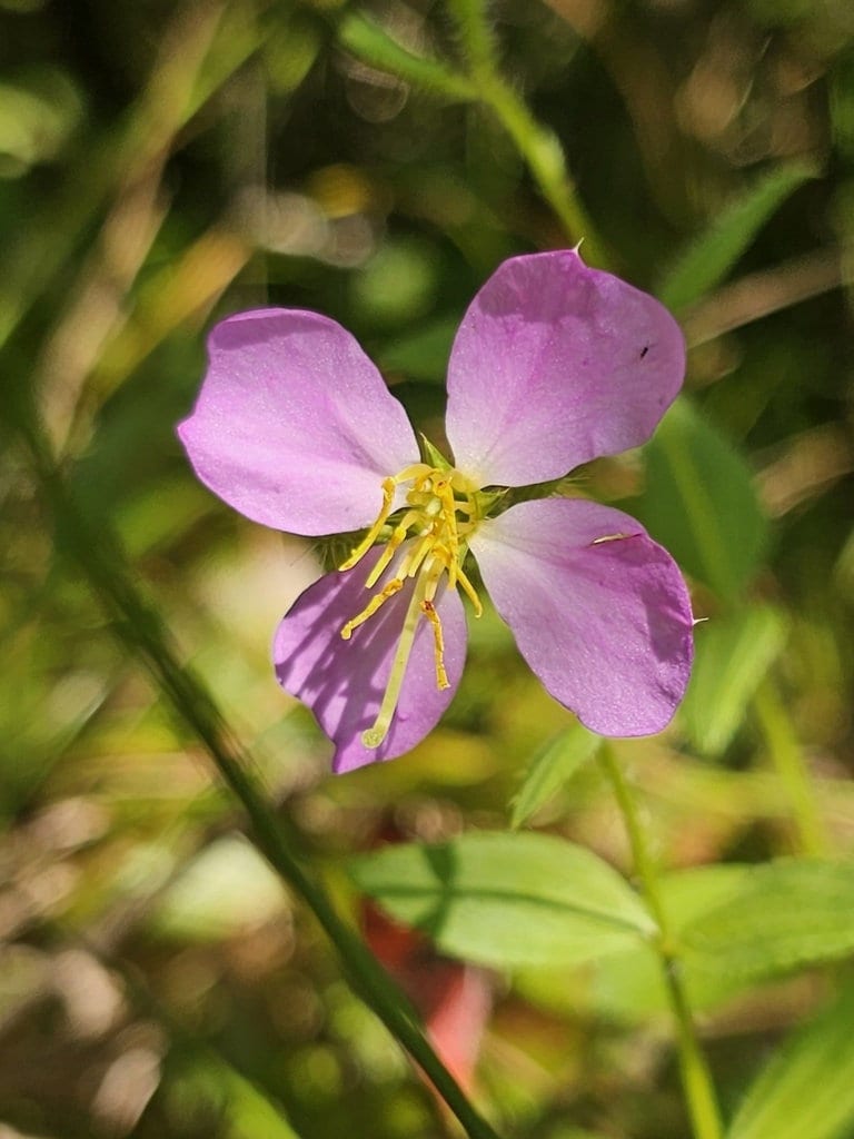 Meadow Beauty Native Seeds (Rhexia virginica)