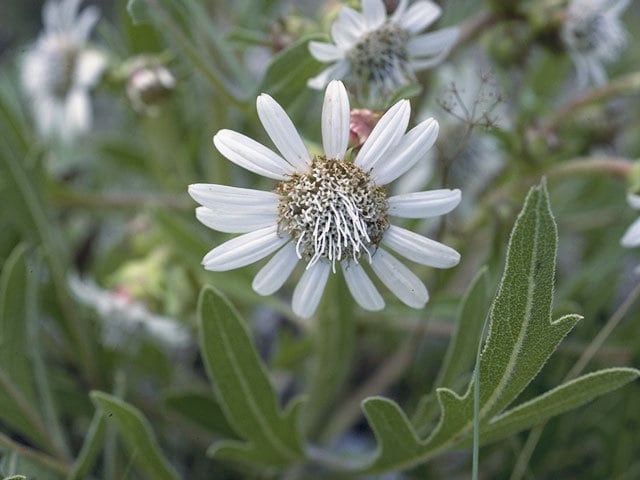 Texas White Rosinweed Native Seeds (Silphium albiflorum)