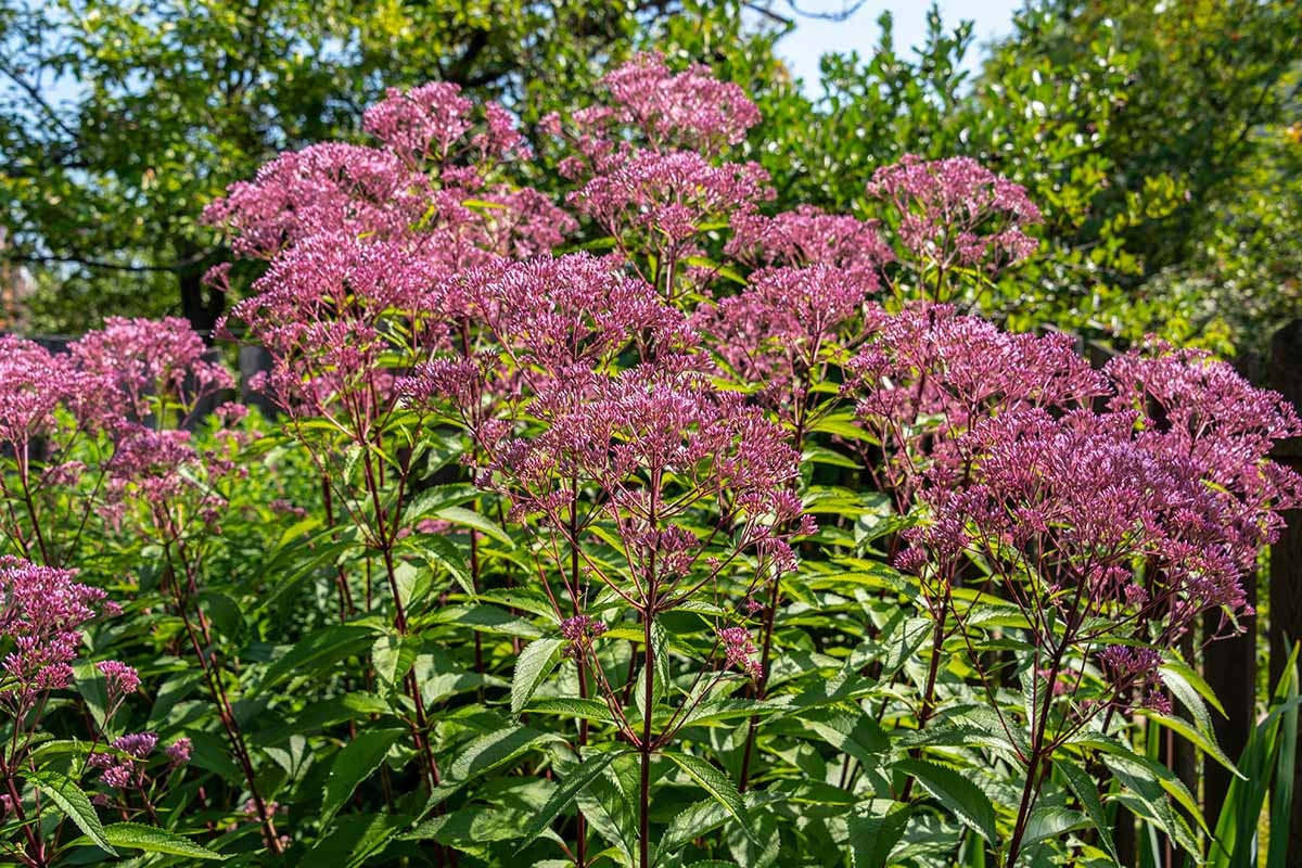 Hollow Joe Pye Weed (Eutrochium fistulosum)