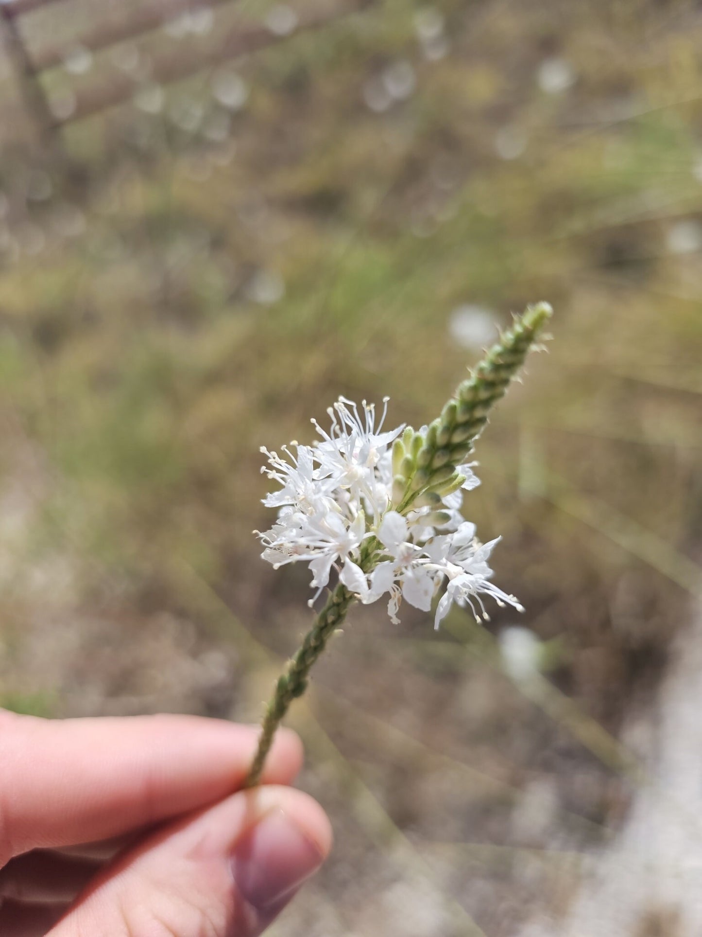 False Guara Native Seeds (Oenothera glaucifolia)