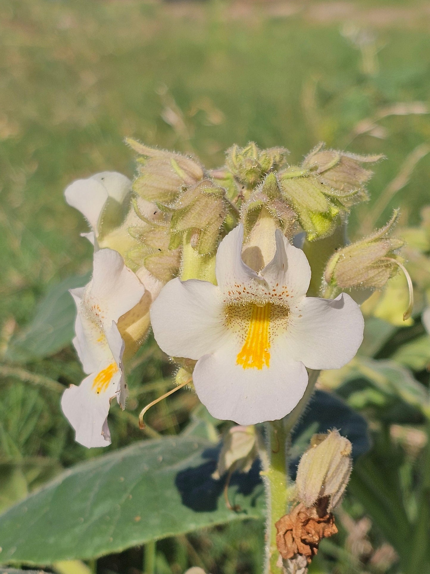 Devil's Claw Native Seeds (Proboscidea louisianica)