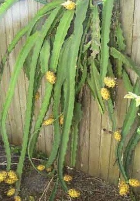 Gold Dragonfruit (Hylocereus megalanthus)