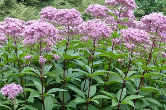 Hollow Joe Pye Weed (Eutrochium fistulosum)
