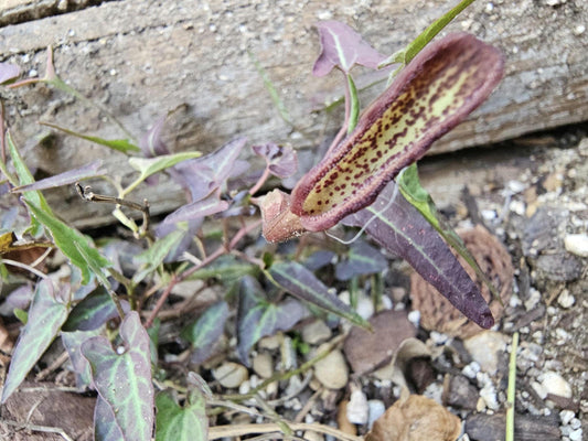 Desert Dutchman's Pipevine (Aristolochia watsonii)