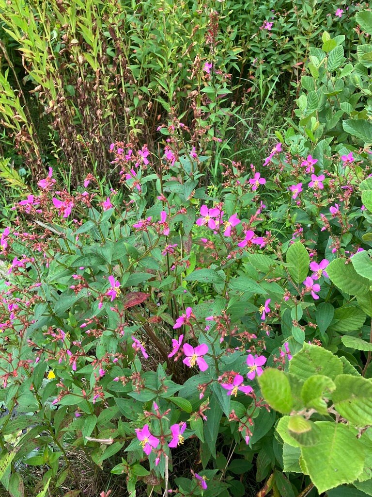 Meadow Beauty Native Seeds (Rhexia virginica)