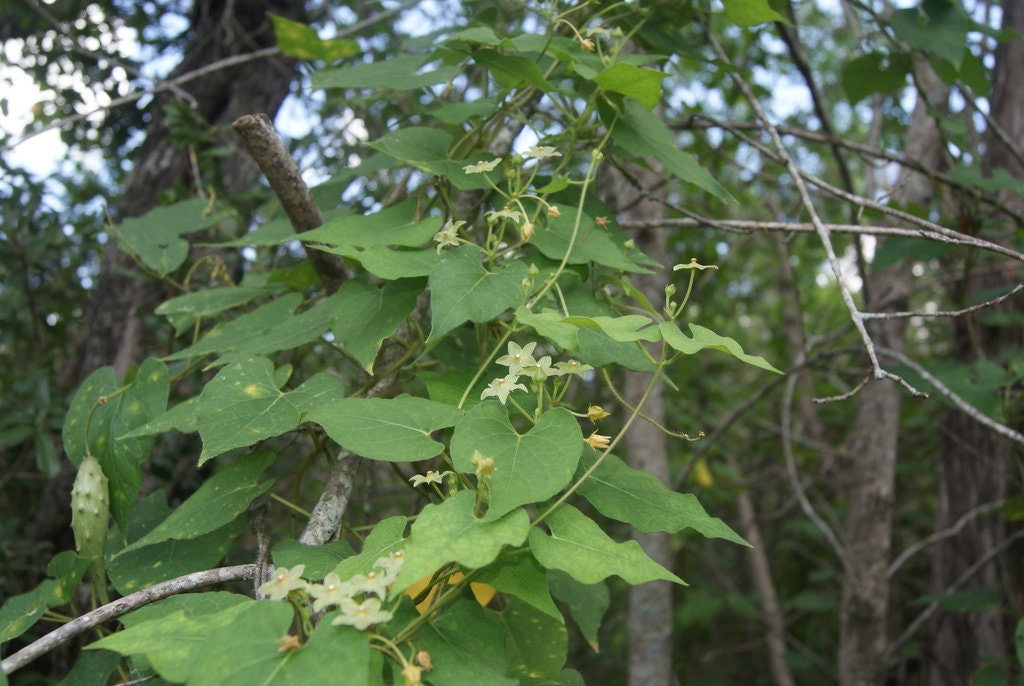 Pearl Milkweed Vine Native Seeds (Matelea reticulata)