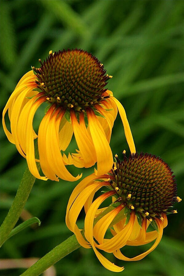 Bush's Coneflower Native Seeds (Echinacea paradoxa)