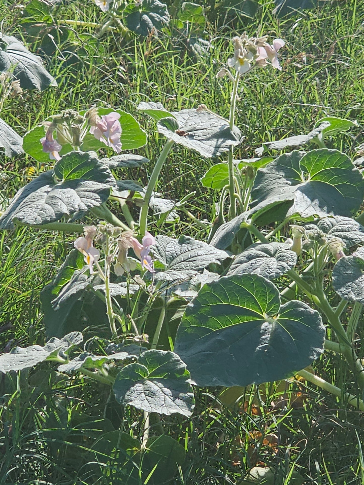 Devil's Claw Native Seeds (Proboscidea louisianica)