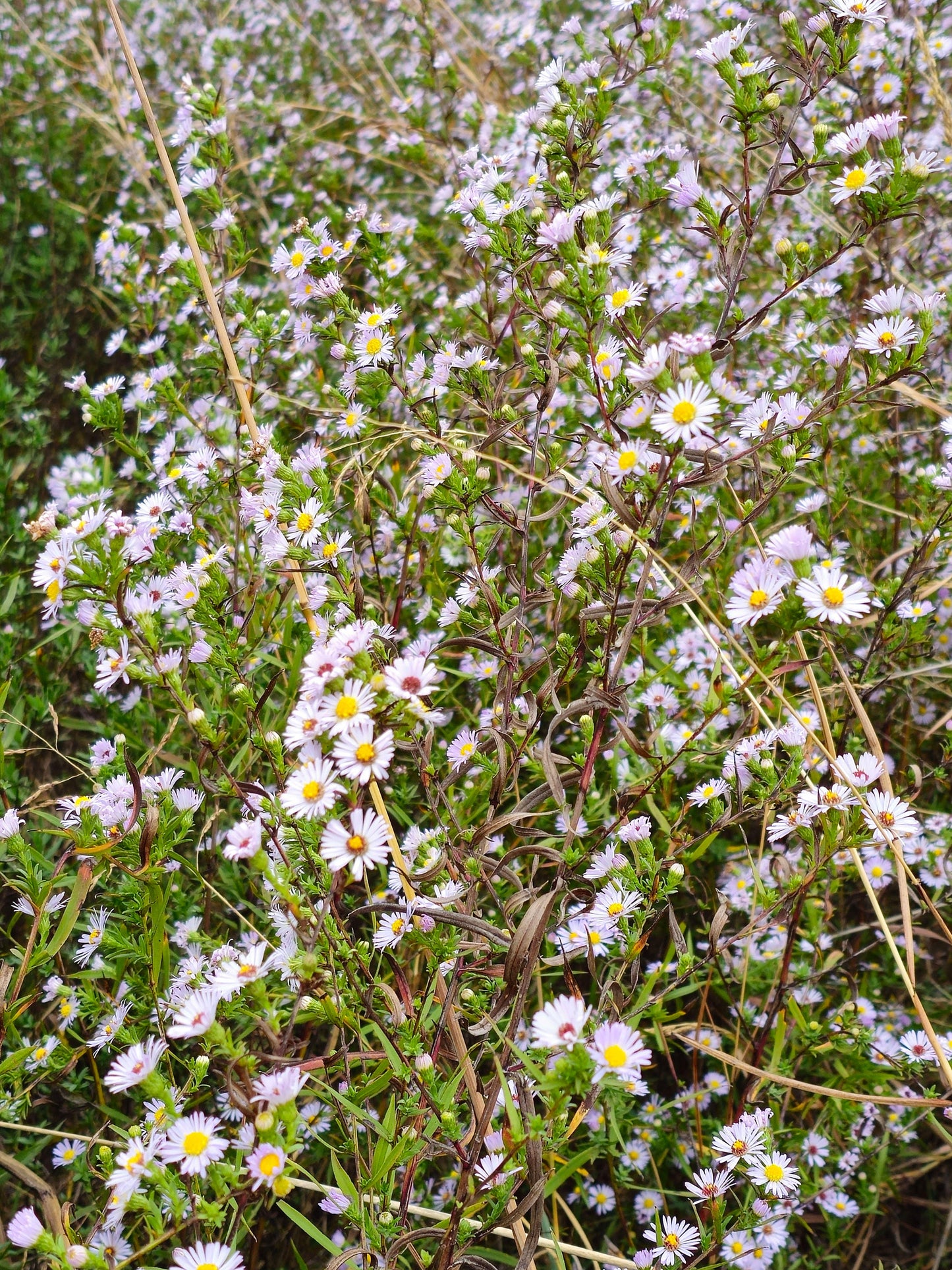 Texas Heath Aster Native Seeds (Symphyotrichum ericoides)