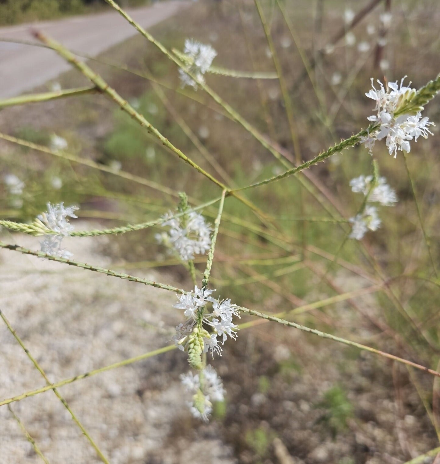 False Guara Native Seeds (Oenothera glaucifolia)