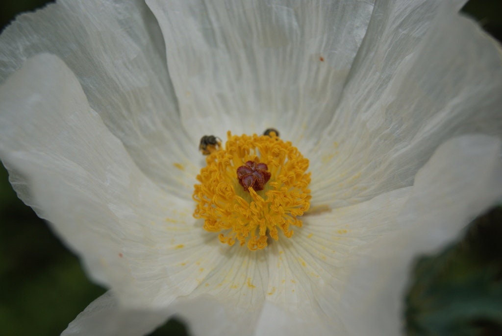 White Prickly Poppy Native Seeds (Argemone albiflora)