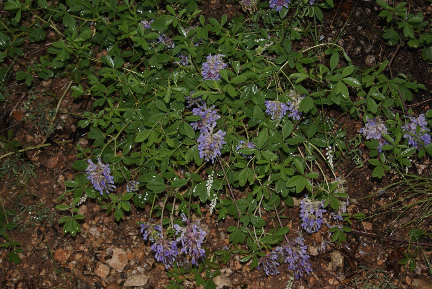 Largebract Indian Breadroot Rare Seeds (Pediomelum cuspidatum)