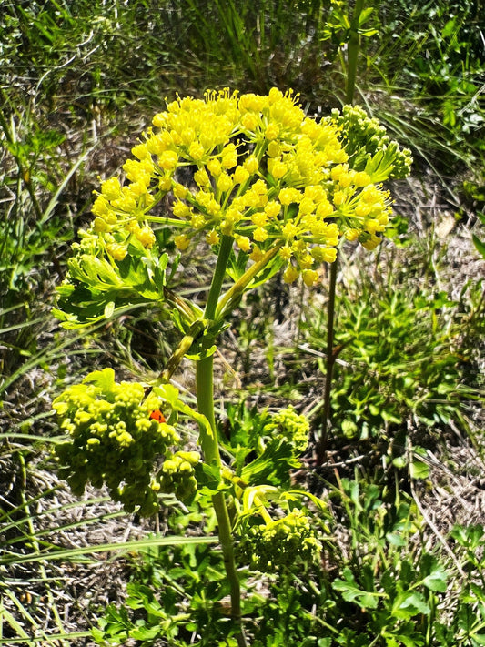 Texas Prairie Parsley (Polytaenia texana)