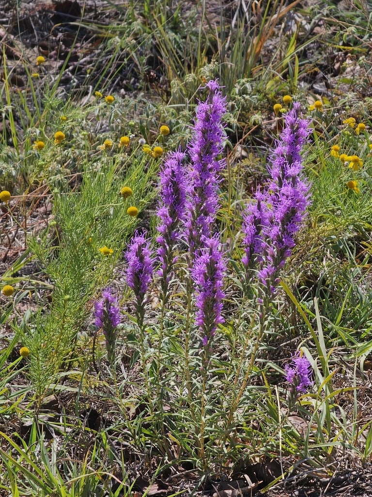 Dotted Blazing Star Native Seeds (Liatris punctata)