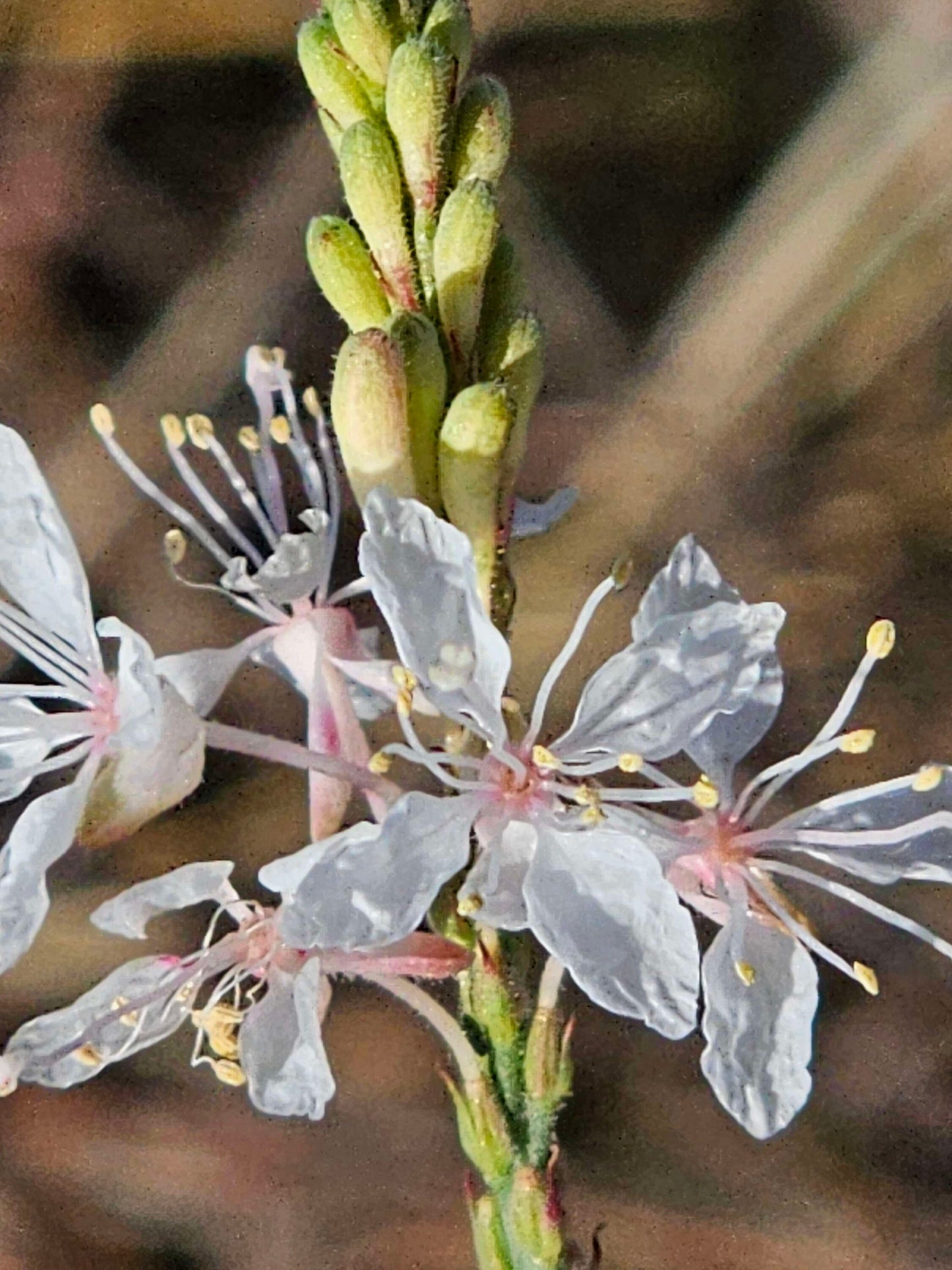 False Guara Native Seeds (Oenothera glaucifolia)