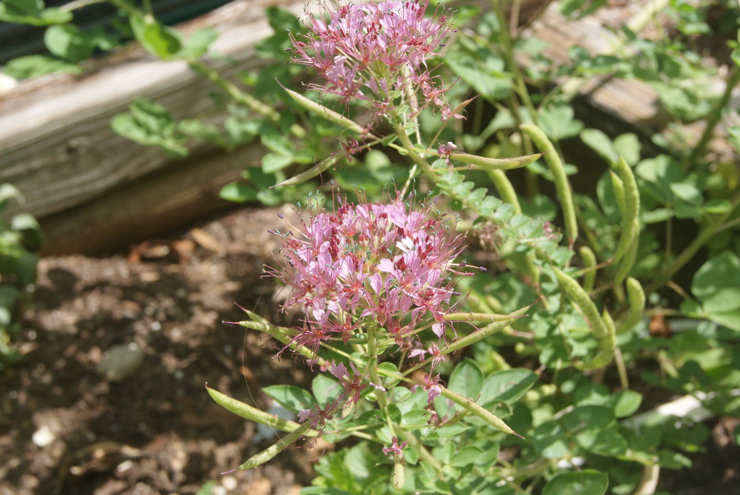 Red Whisker Clammyweed Native Seeds (Polanisia dodecandra)