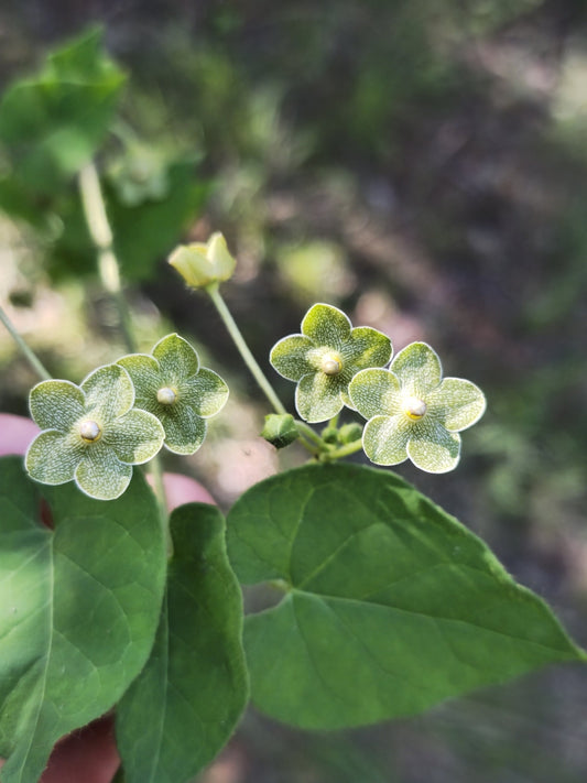 Pearl Milkweed Vine (Matelea reticulata)