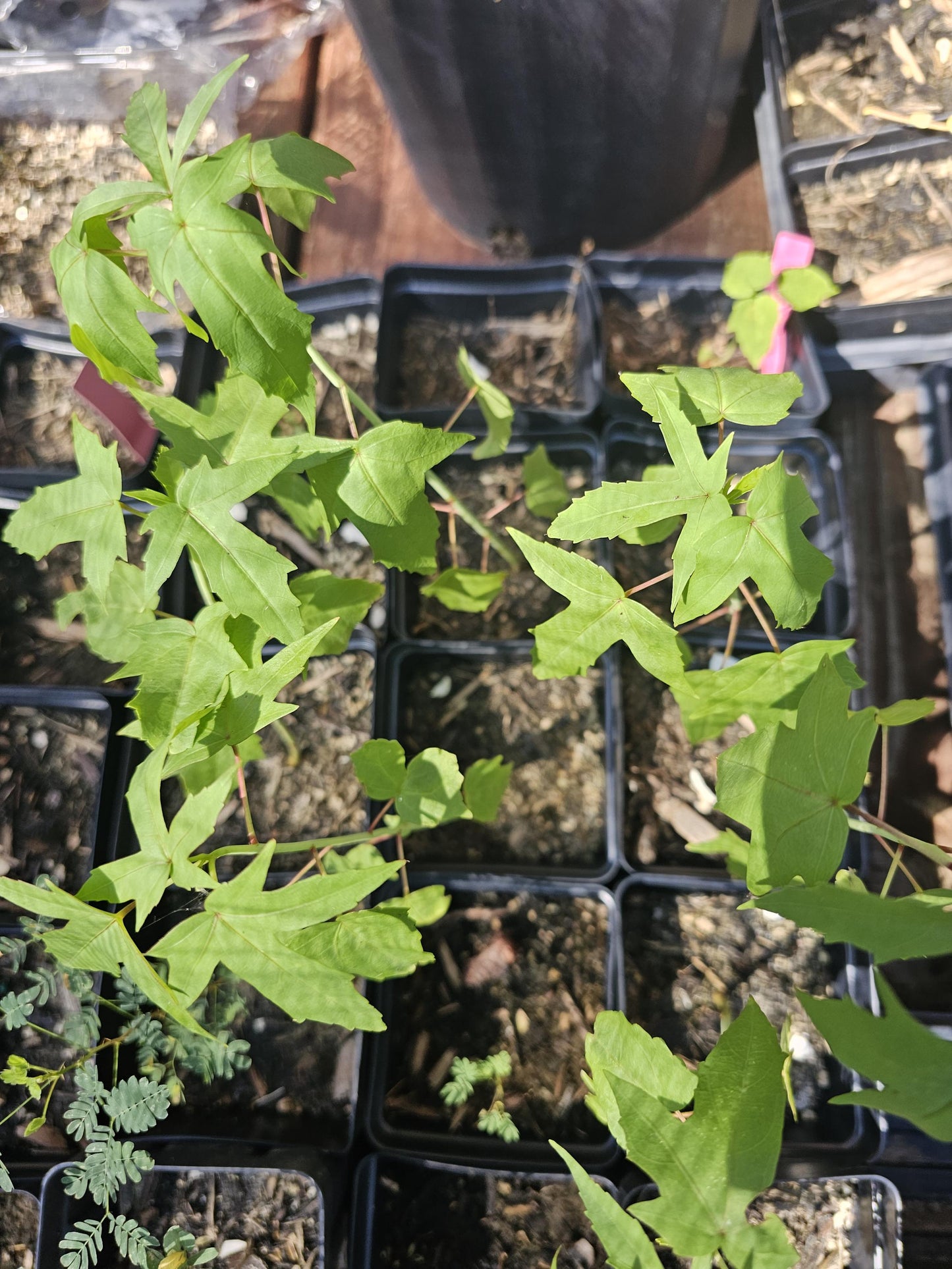 Texas Star Hibiscus Native Seeds (Hibiscus coccineus)