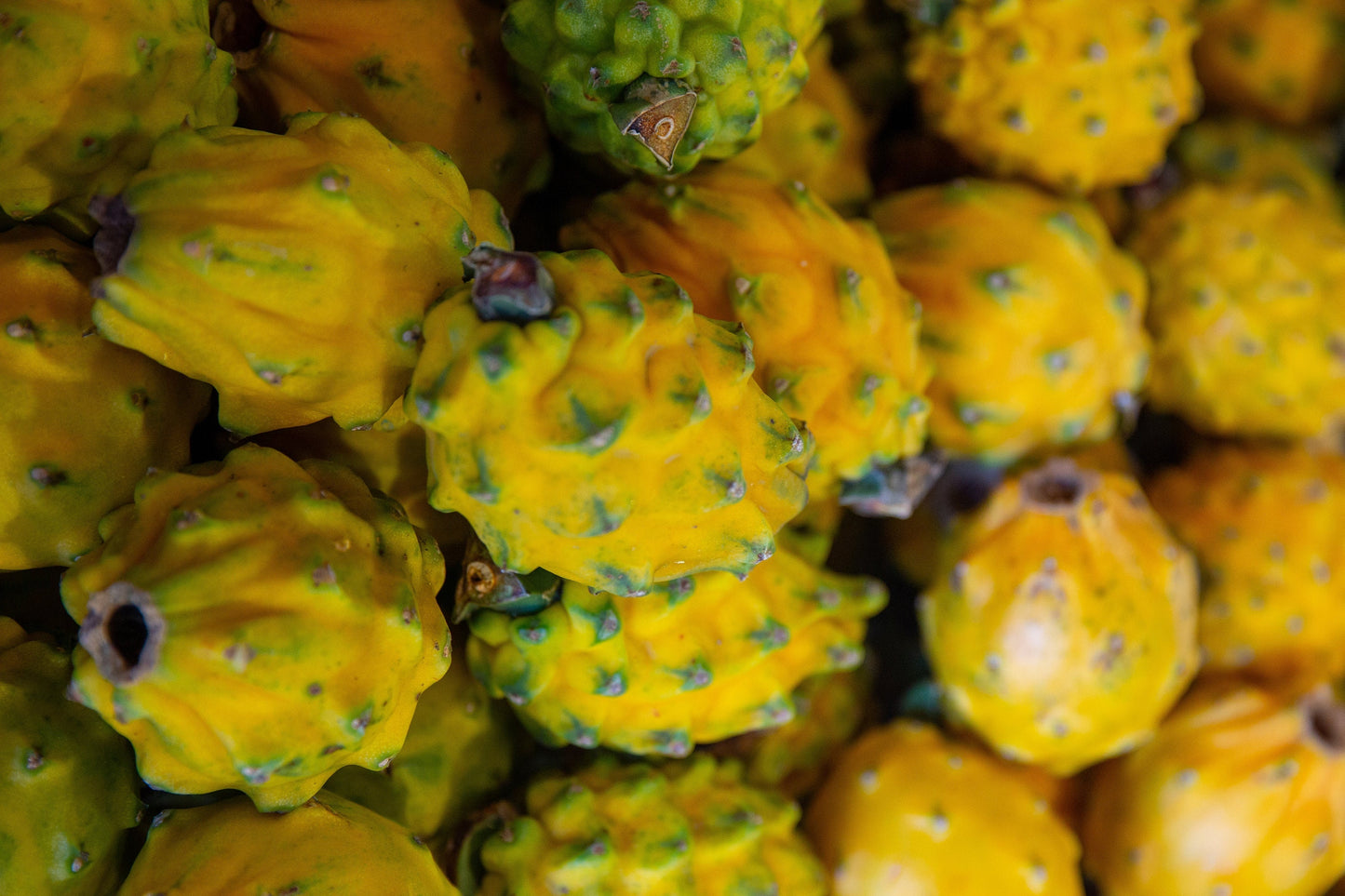 Gold Dragonfruit (Hylocereus megalanthus)