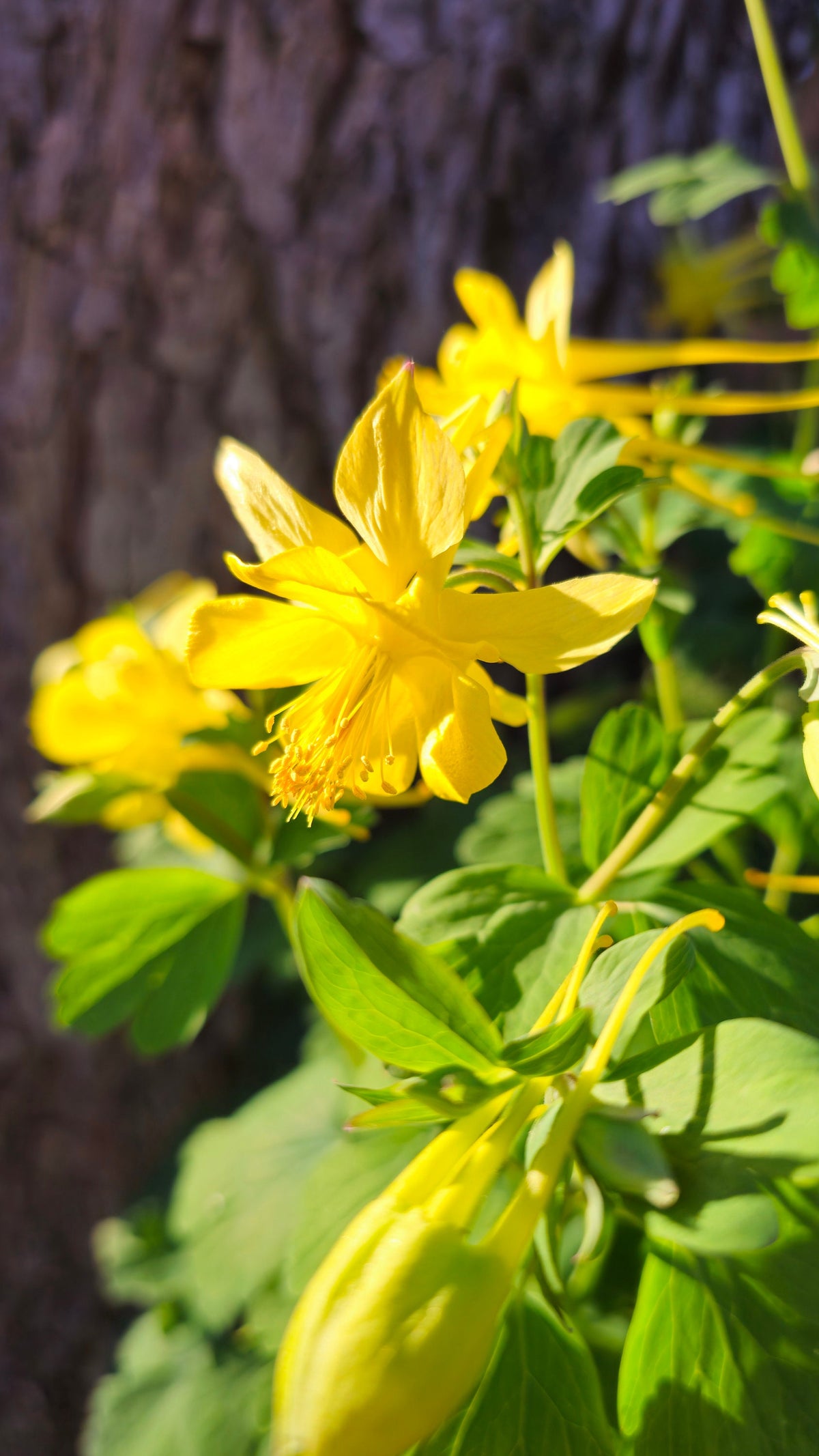 Texas Gold Columbine Native Seeds (Aquilegia chrysantha var. hinckleyana)