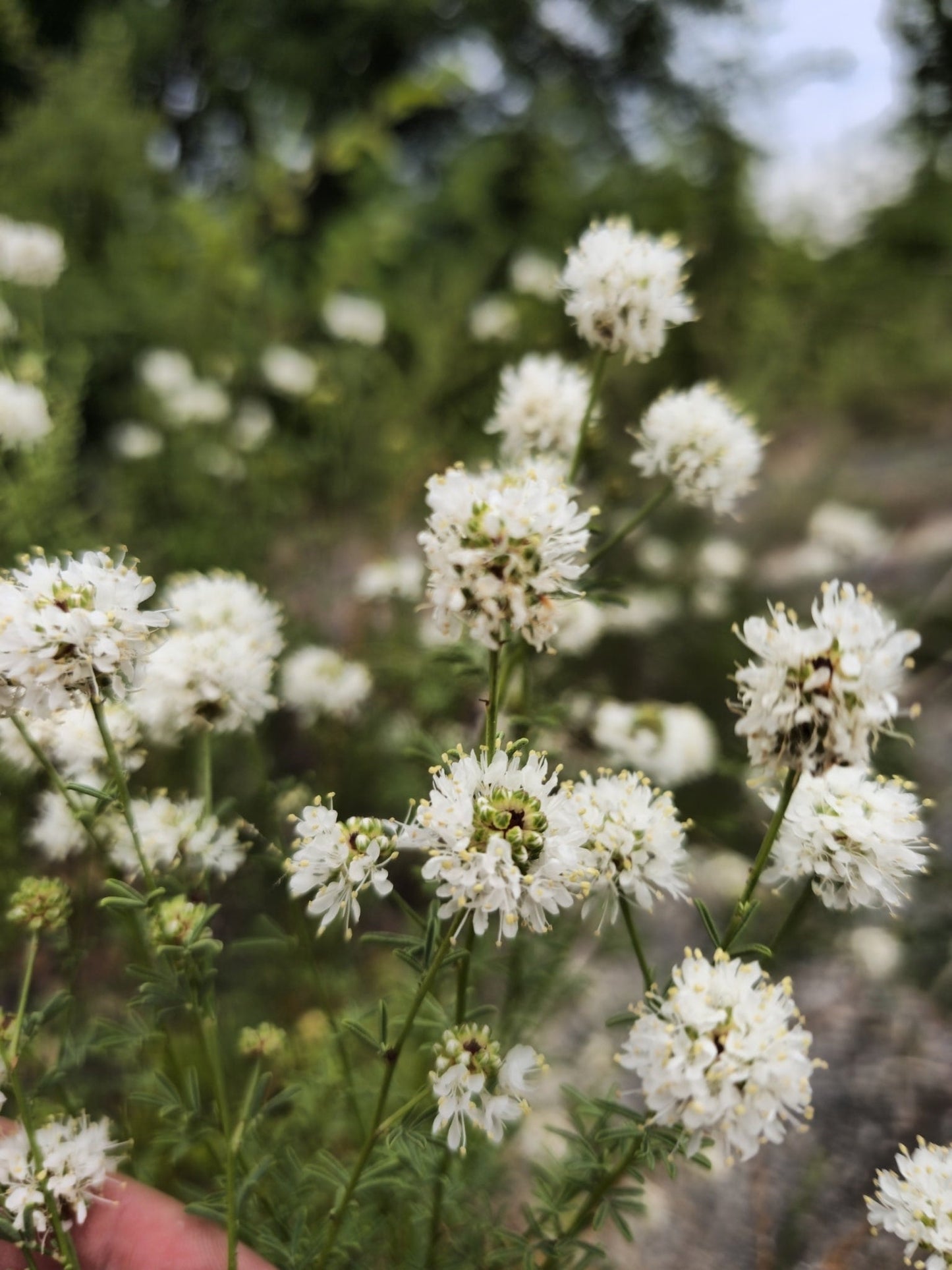 Roundhead Prairie Clover Native Seeds (Dalea multiflora)