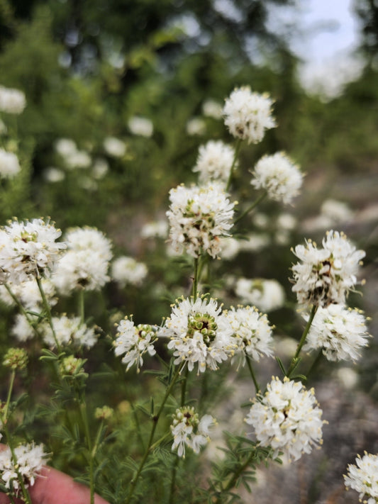 Roundhead Prairie Clover Native Seeds (Dalea multiflora)