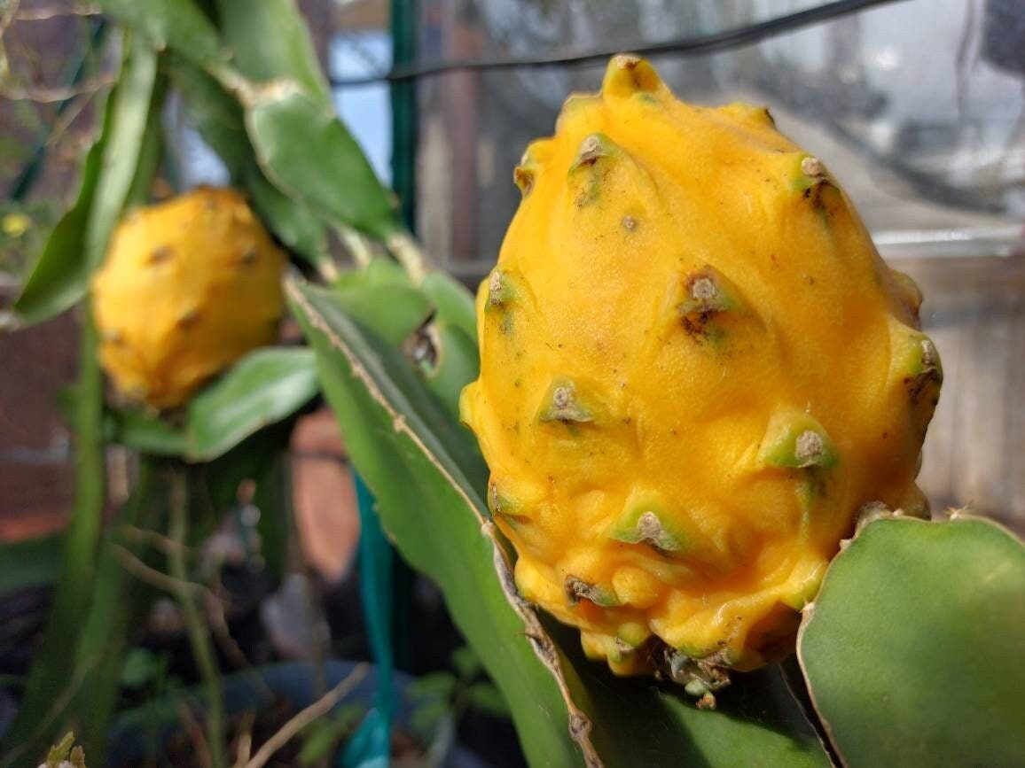 Gold Dragonfruit (Hylocereus megalanthus)