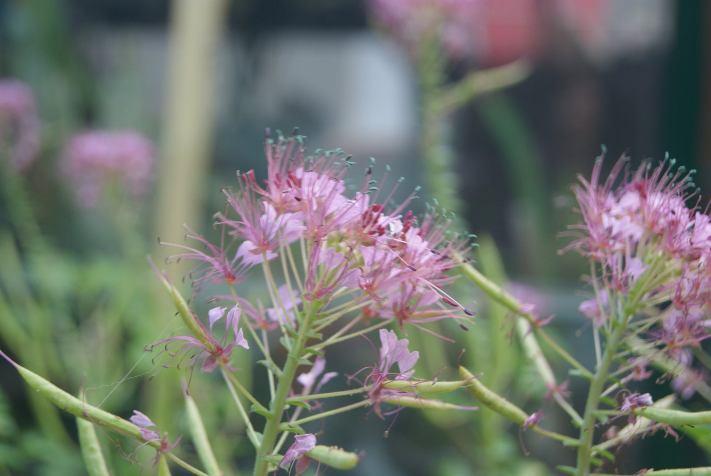 Red-Whisker Clammyweed (Polanisia dodecandra)