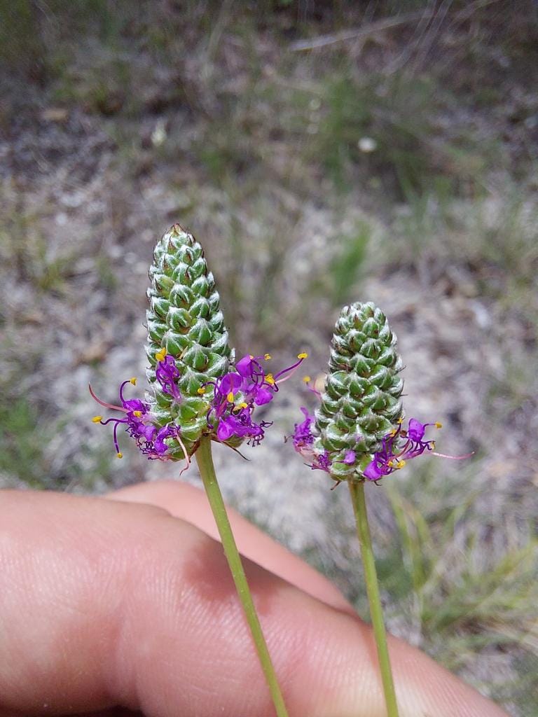 Slender Prairie Clover Native Seeds (Dalea tenuis)