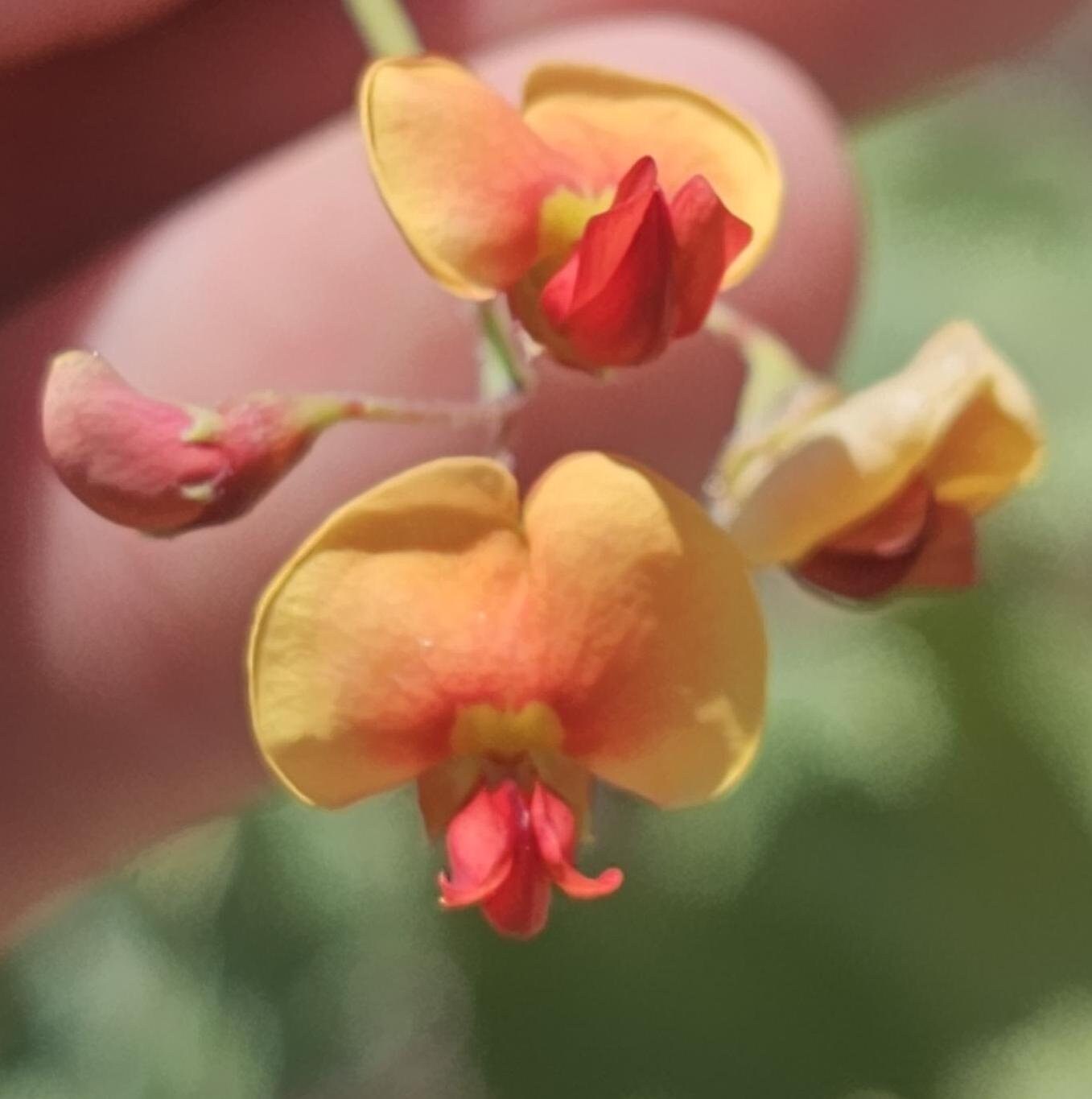 Bladderpod Native Seeds (Sesbania vesicaria)