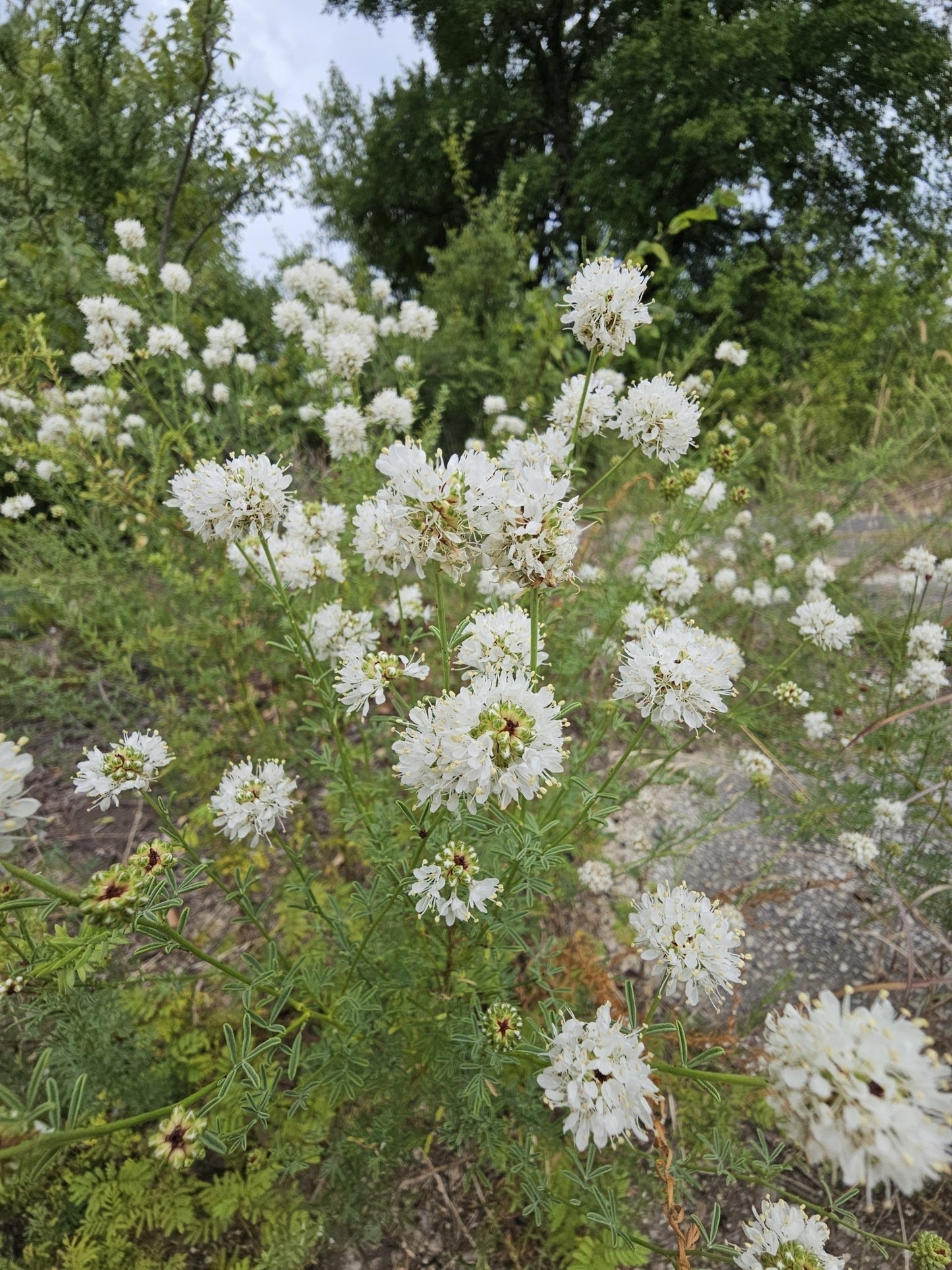 Roundhead Prairie Clover Native Seeds (Dalea multiflora)