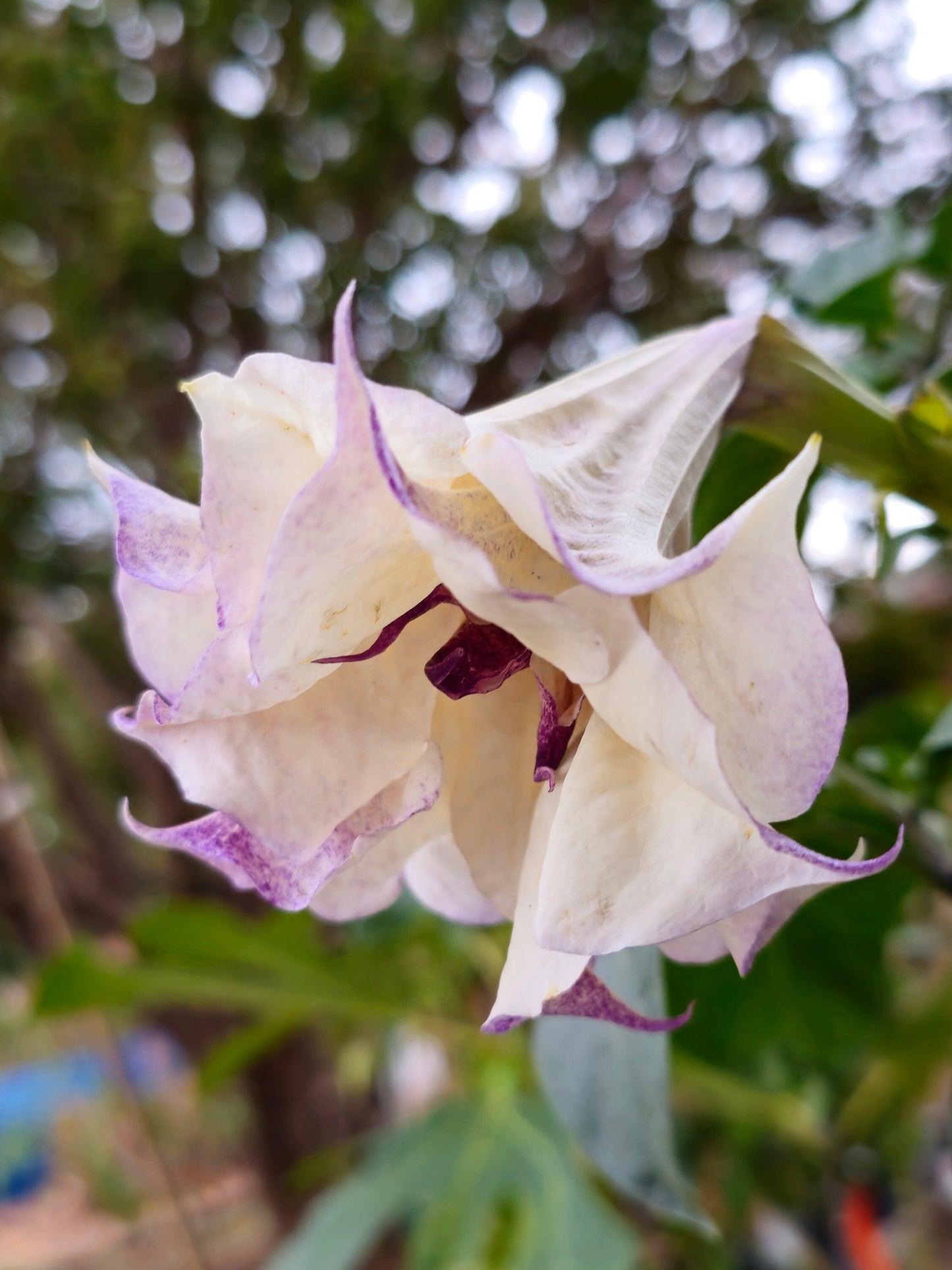 Purple Ballerina Datura