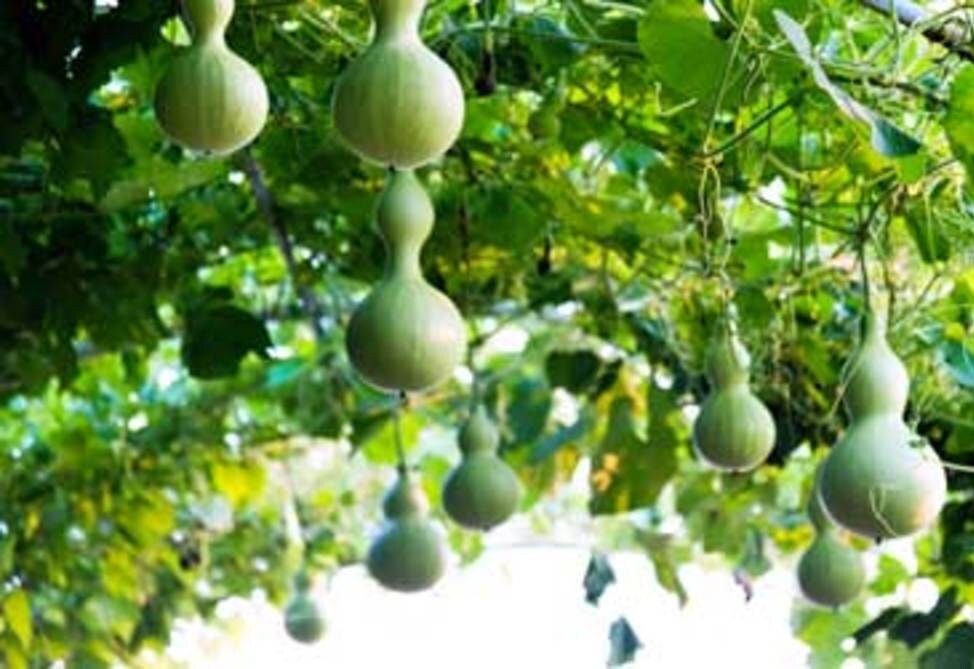 Birdhouse Gourd Seeds