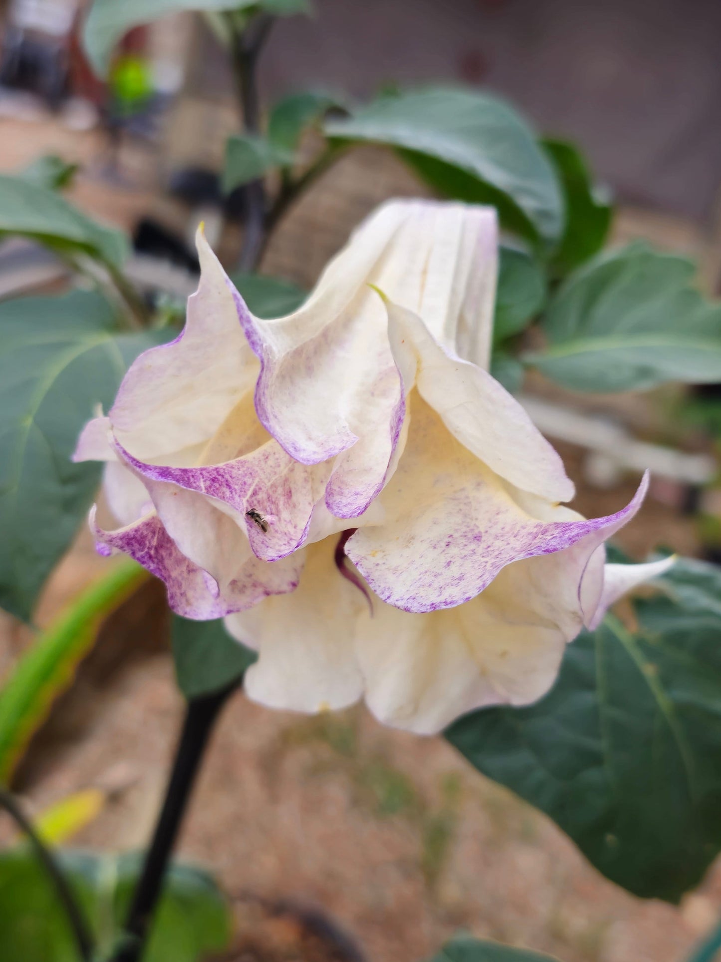 Purple Ballerina Datura