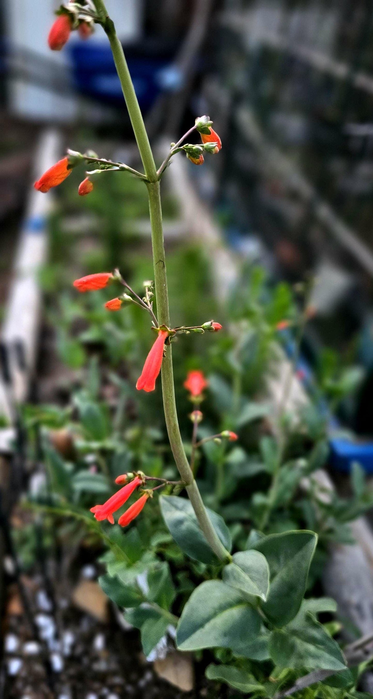 Big Bend Penstemon Rare Seeds(Penstemon havardii)