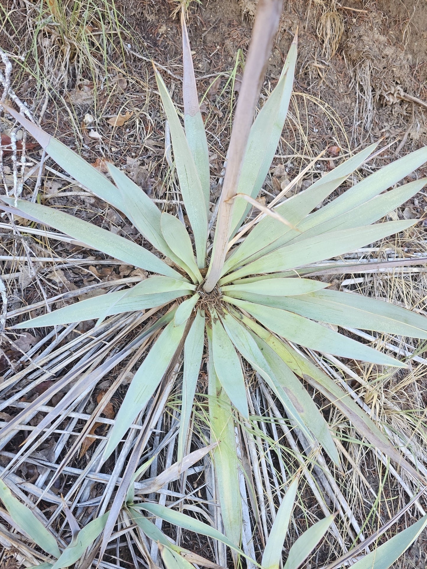 Texas Blue Yucca Native Seeds (Yucca pallida)
