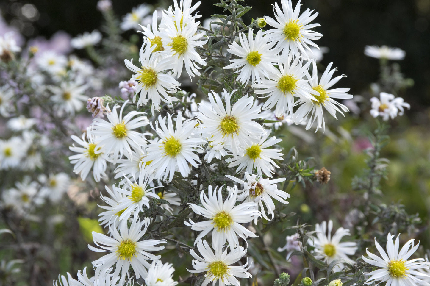 Texas Heath Aster Native Seeds (Symphyotrichum ericoides)