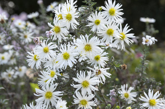 Texas Heath Aster (Symphyotrichum ericoides)