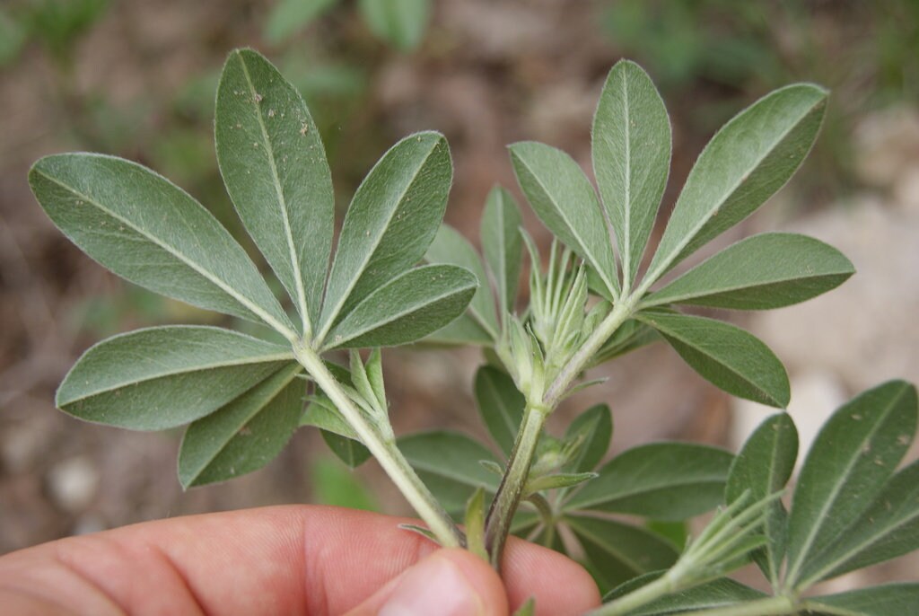 Largebract Indian Breadroot Rare Seeds (Pediomelum cuspidatum)