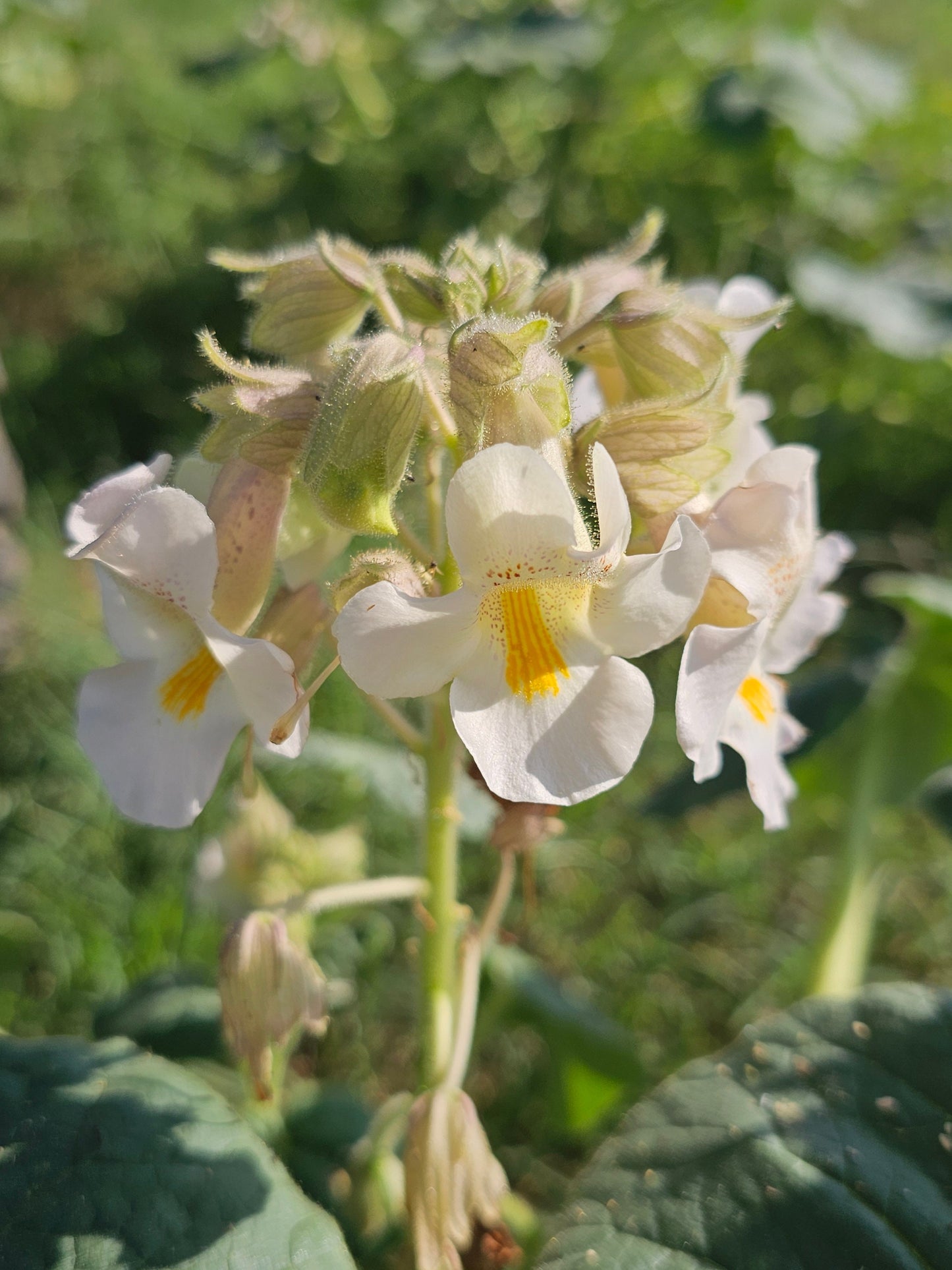 Devil's Claw Native Seeds (Proboscidea louisianica)