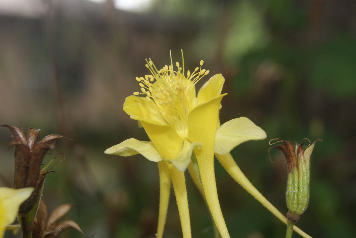 Texas Gold Columbine Native Seeds (Aquilegia chrysantha var. hinckleyana)