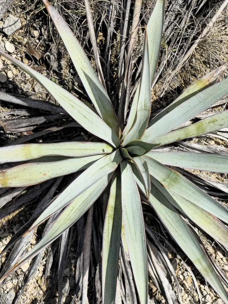 Pale Yucca Native Seeds (Yucca pallida)